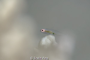 S H A L L O W
Pink-eye goby (Bryaninops natans)
Anilao,... by Irwin Ang 